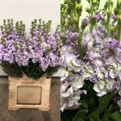 ALHELI NACIONAL MALVA