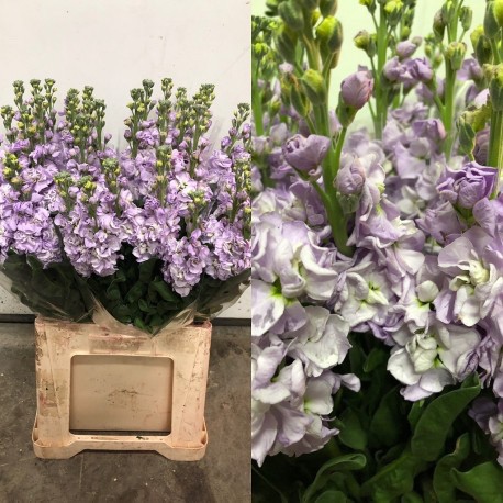 ALHELI NACIONAL MALVA