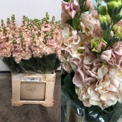 ALHELI NACIONAL MELOCOTON