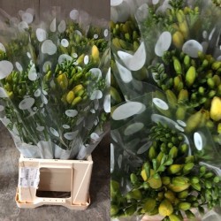 FRESIA NACIONAL AMARILLA