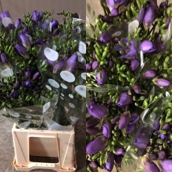 FRESIA NACIONAL MORADA