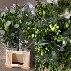 FRESIA NACIONAL BLANCA