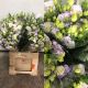 LISIANTHUS DOBLE MALVA