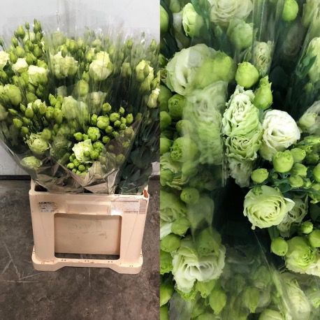 LISIANTHUS DOBLE VERDE