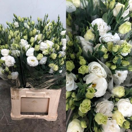 LISIANTHUS DOBLE BLANCO