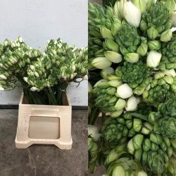 ORNITHOGALUM THYRSOIDES NACIONAL