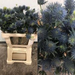 ERYNGIUM BLUE DYNAMITE