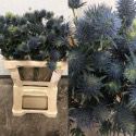 ERYNGIUM BLUE DYNAMITE