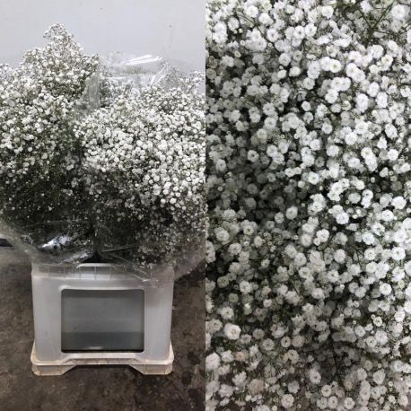 PANICULATA MIRABELLA NACIONAL
