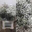 PANICULATA MIRABELLA NACIONAL