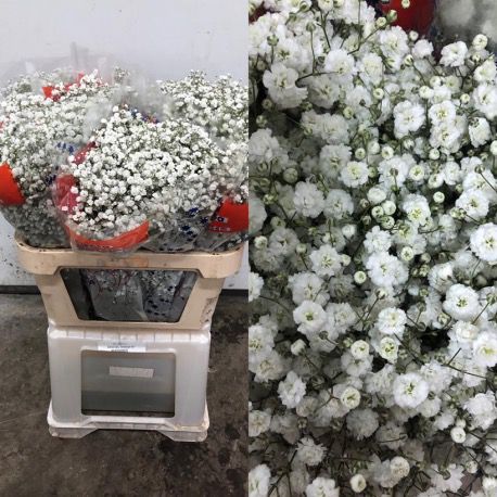PANICULATA EXLENCE ECU 750 GR ( flor gorda)