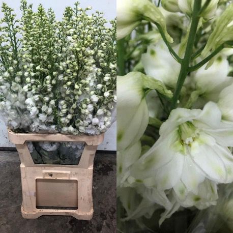 DELPHINIUM BLANCO 100 CM
