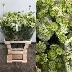 SCABIOSA NACIONAL BLANCA 