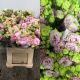 LISIANTHUS RIZADO ROSA