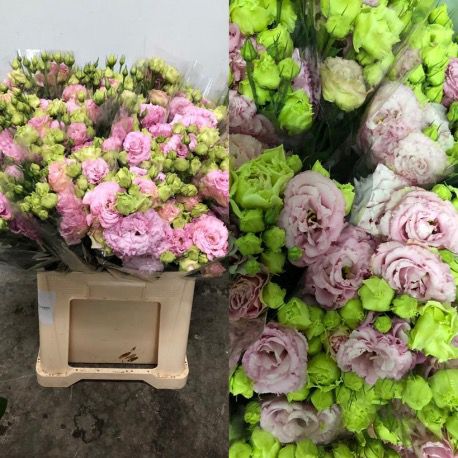 LISIANTHUS RIZADO ROSA