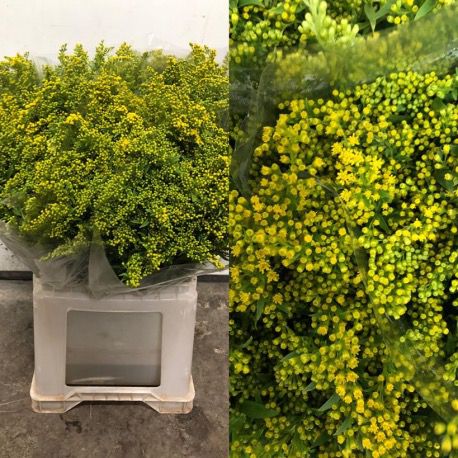 SOLIDAGO EX NACIONAL 80 CM