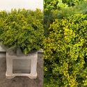 SOLIDAGO EX NACIONAL 80 CM