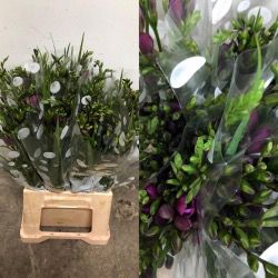 FRESIA NACIONAL FUCSIA