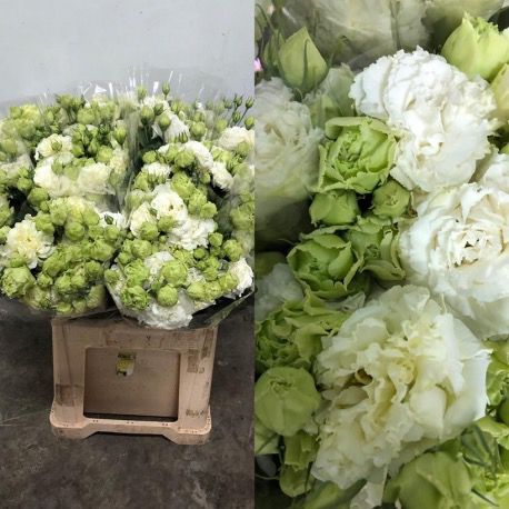 LISIANTHUS DOBLE BLANCO RIZADO
