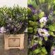 LISIANTHUS DOBLE FILO AZUL 