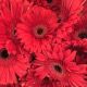 GERBERA ROJA EX