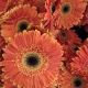 GERBERA NARANJA EX
