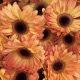 GERBERA NARANJA OSCURA 1ª