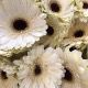 GERBERA BLANCA EX