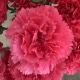 CLAVEL NACIONAL FUCSIA EX