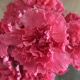 CLAVEL NACIONAL ROSA 1ª