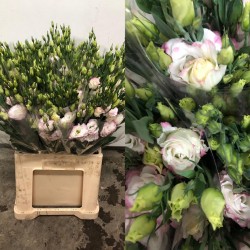 LISIANTHUS DOBLE FILO ROSA 