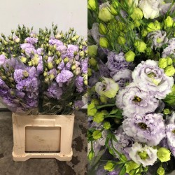 LISIANTHUS DOBLE MALVA RIZADO