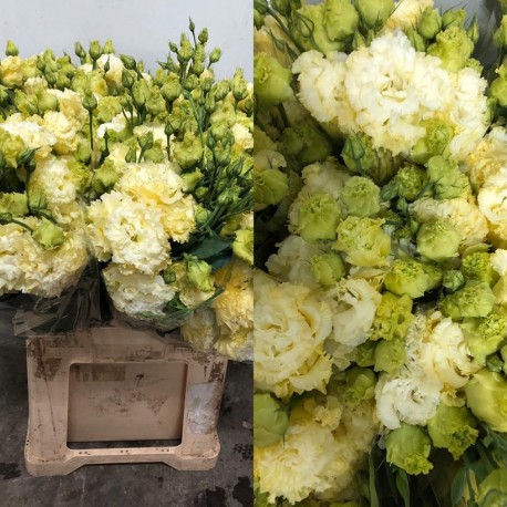 LISIANTHUS RIZADO CREMA