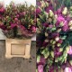 LISIANTHUS DOBLE FUCSIA