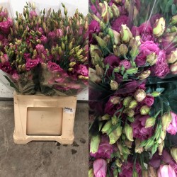 LISIANTHUS DOBLE FUCSIA