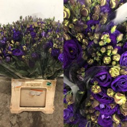 LISIANTHUS DOBLE AZUL