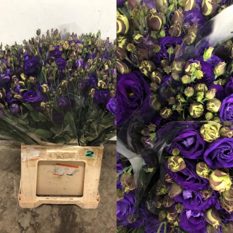 LISIANTHUS DOBLE AZUL