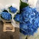 HORTENSIA AZUL OSC COLOMBIA 60 CM (X5)
