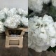 HORTENSIA BLANCA COLOMBIA 60 CM