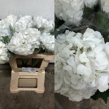 HORTENSIA BLANCA COLOMBIA 60 CM