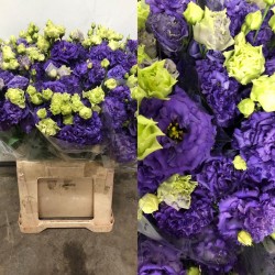 LISIANTHUS DOBLE AZUL RIZADO