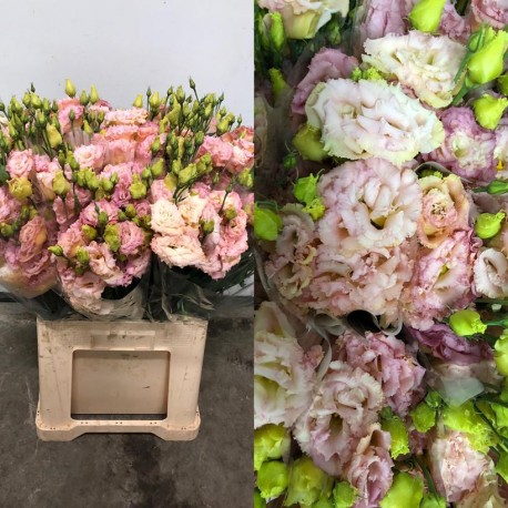 LISIANTHUS DOBLE SALMON RIZADO