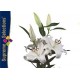 LILIUM ORIENTAL BLANCO SANTANDER [4/7 FL] HOL