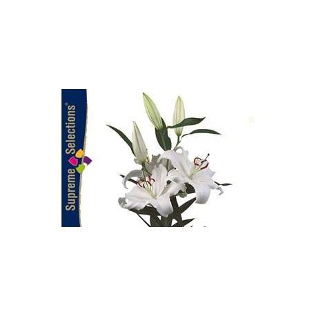 LILIUM ORIENTAL BLANCO SANTANDER [4/7 FL] HOL