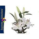 LILIUM ORIENTAL BLANCO SANTANDER [4/7 FL] HOL