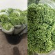 SEDUM NATURAL 60 CM