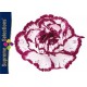 CLAVEL NACIONAL BICOLOR LILA