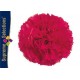 CLAVEL NACIONAL FUCSIA EX