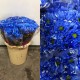 MARGARITA TINTADA AZUL OSCURO