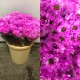 MARGARITA TINTADA FUCSIA